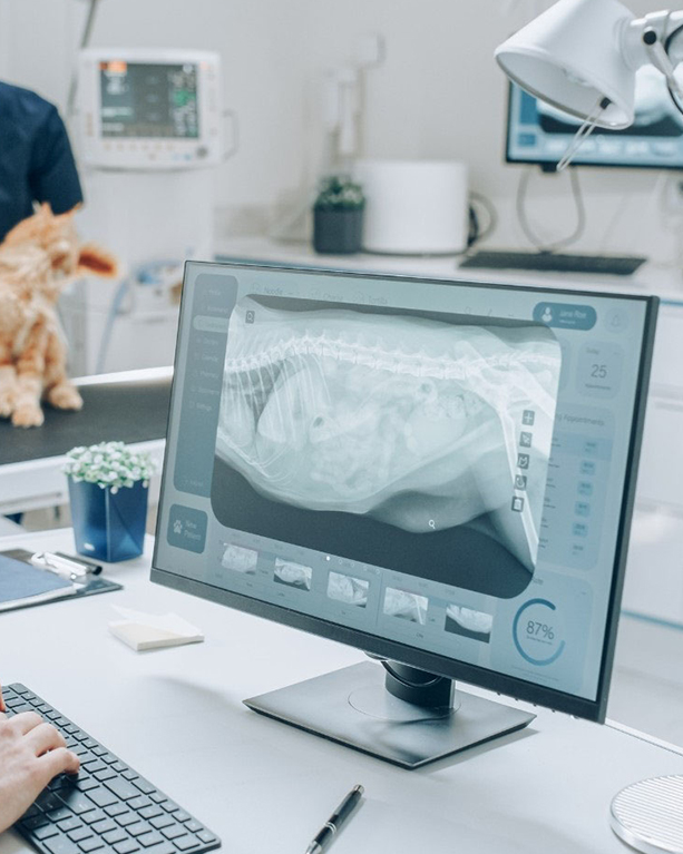 a cat on the table and a computer screen displaying an X-ray