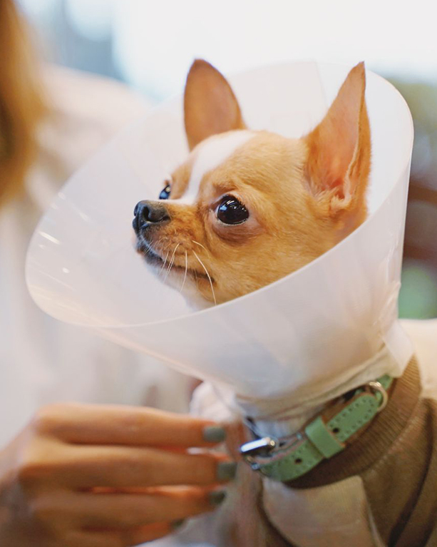 a chihuahua wearing a protective cone