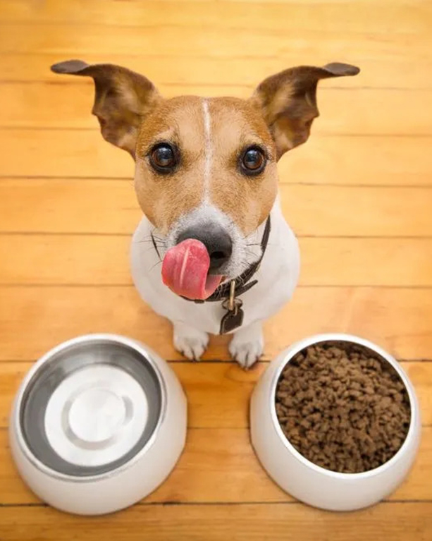 a dog standing between a water bowl and a food bowl on a wooden floor