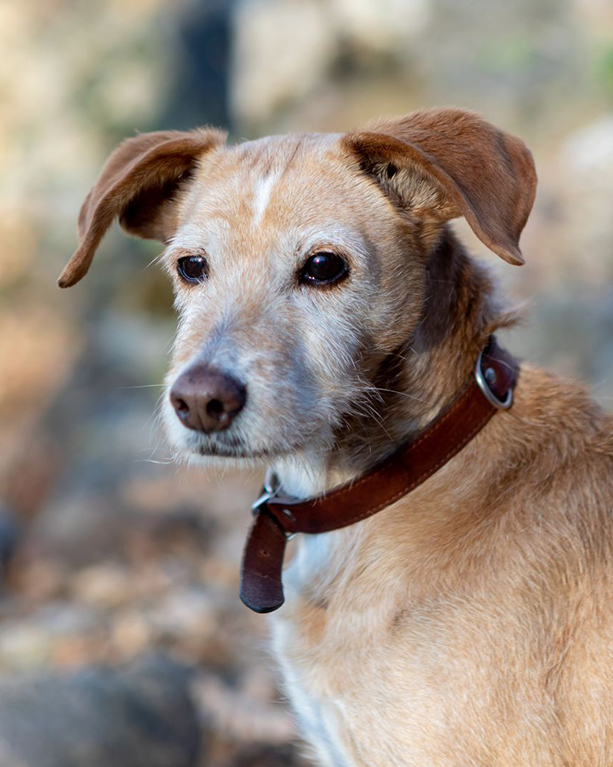 a dog with a floppy ear and a collar