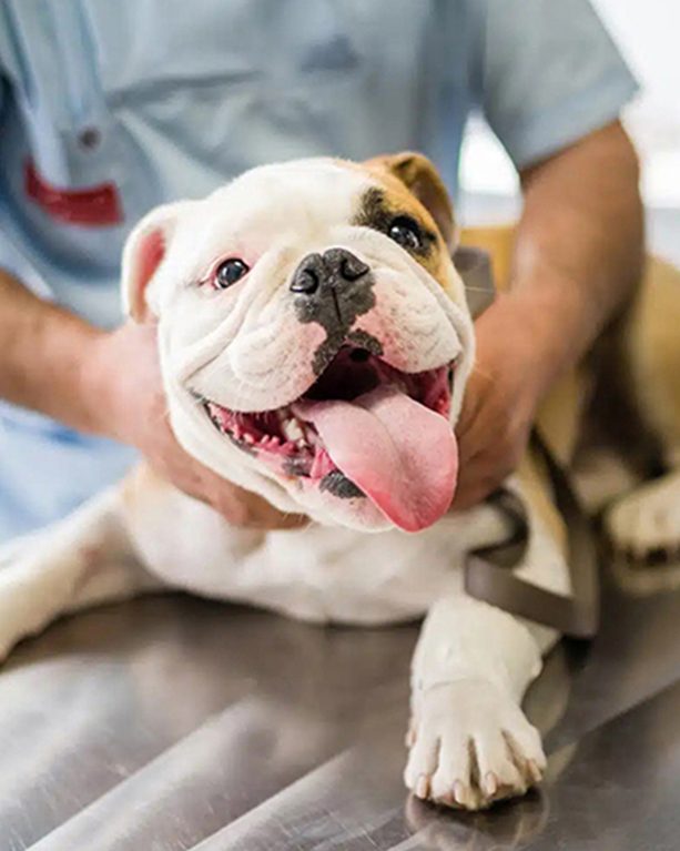 a man is holding a bulldog on a table