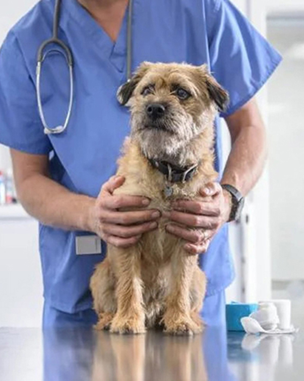 a person in a blue scrubs holding a dog