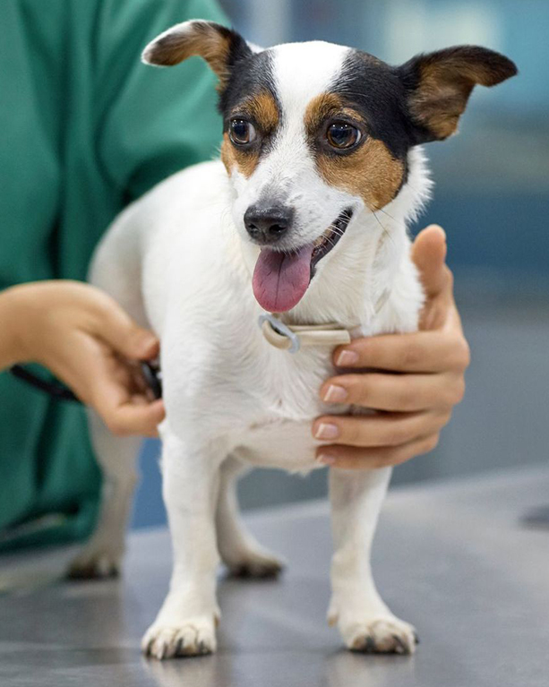 a small dog with a collar being held and checked by a person