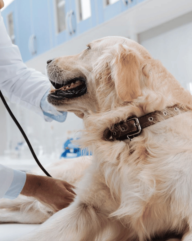 a vet auscultating a golden retriever in a clinic