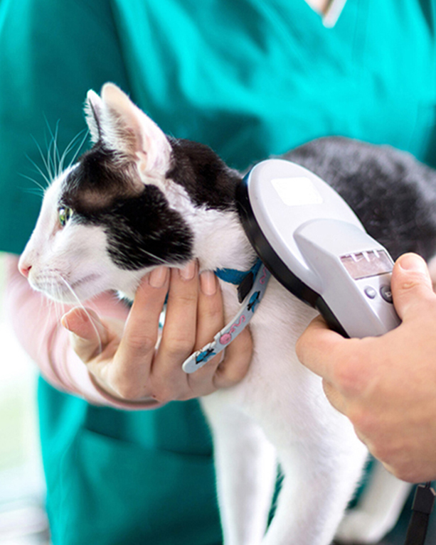 a vet scanning a microchip in a cat being held gently