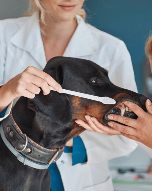 a veterinarian checking a dog teeth