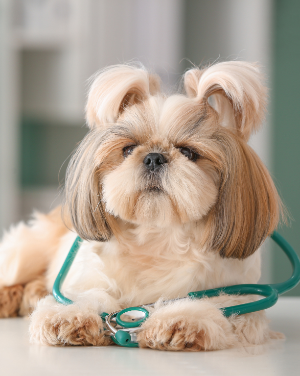 dog laying by a stethoscope